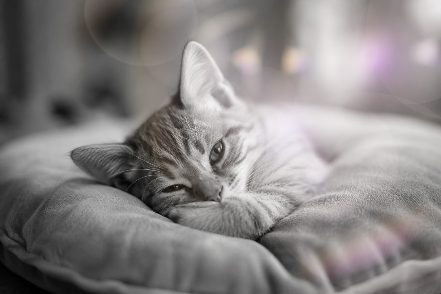 Trauer um eine verstorbene Katze – Andenken aus Asche oder Fell
