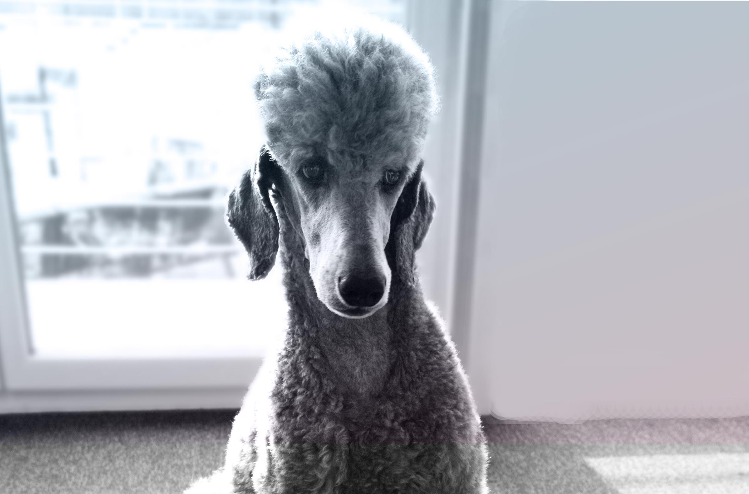 Andenken an verstrobene Hunde mit einem Edelstein aus der Asche