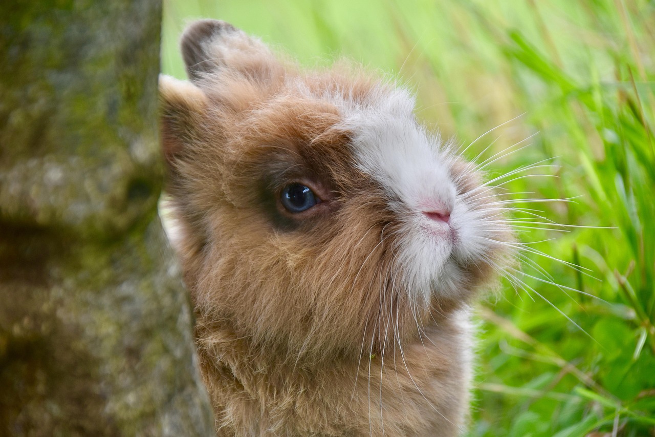 Kaninchen in der Wiese