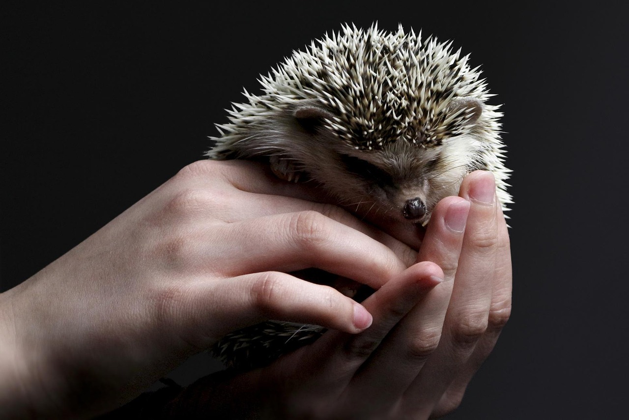 Igel in Händen