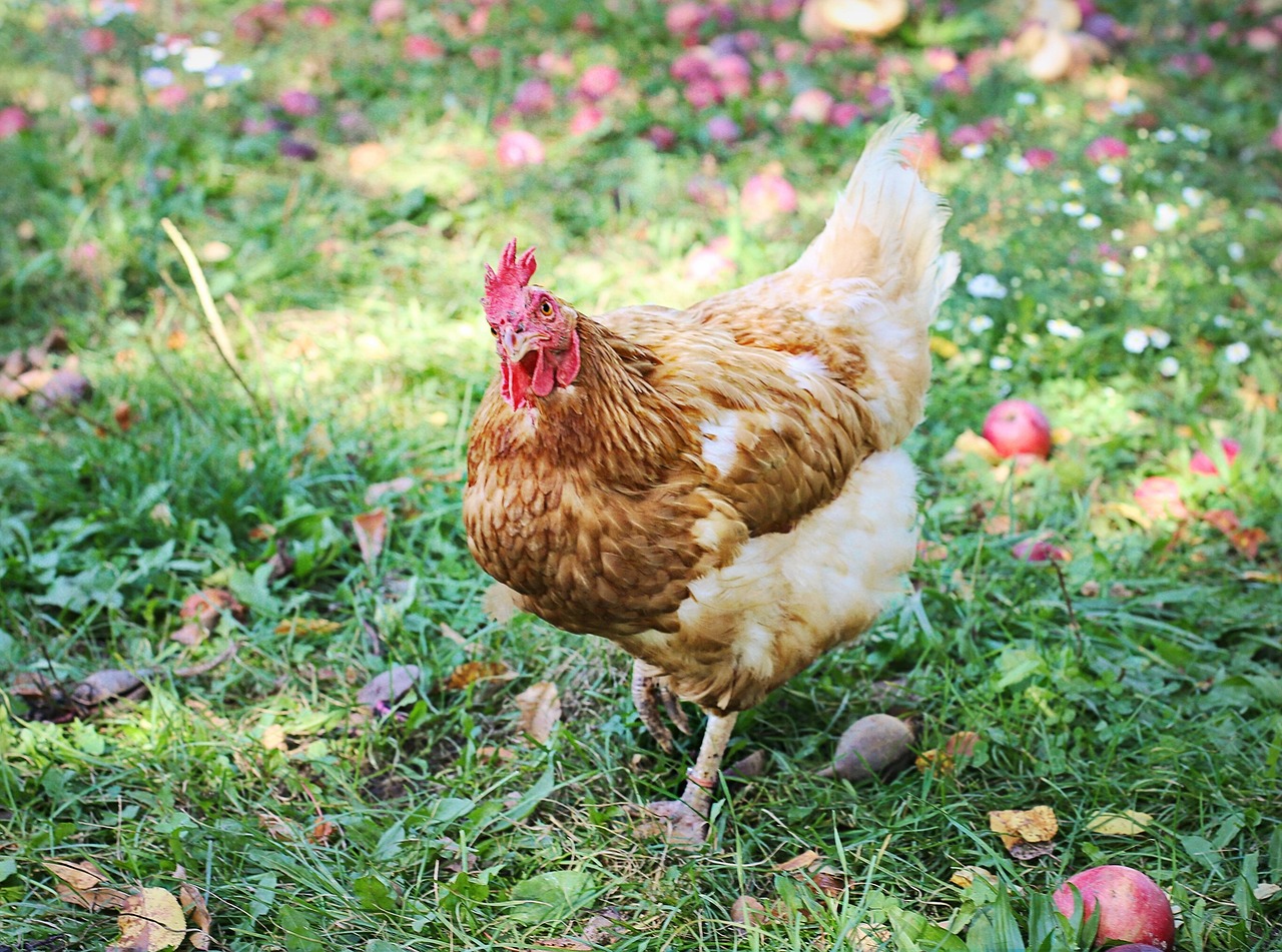 Huhn auf der Wiese